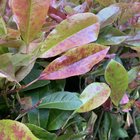 Any ideas on what is wrong with this Phontinia?