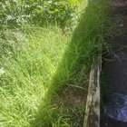 With no dig method before laying the cardboard, do I keep the weed cuttings (not pulling roots just cut the height) on the soil ground, or remove from the area?
