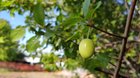 Weed Tree with fruit – ID request (nightshade family?)