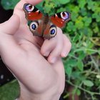 European peacock (Aglais io) – Reddit Post