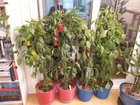 When it’s cold outside, bring the summer indoor – Reddit Post