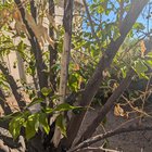 Is this citrus psorosis?