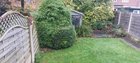 Guidance to remove a bush and bamboo.