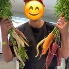 My first carrot harvest – Reddit Post