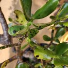 What’s wrong with my Jade plant?