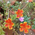 All colours of sun looking in this flower – Reddit Post