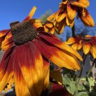 Loving my Fall Black-eyed Susan blooms – Reddit Post