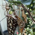 Butterfly romance – Reddit Post