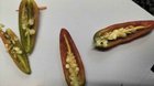 What is causing this damage to my chilies?