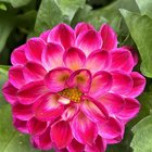 First frost tonight in 6b…does anybody else thank their garden/flowers before the first frost? – Reddit Post