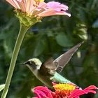 Why I garden – Reddit Post