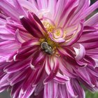 This 🐝’s final resting place 🕊️ – Reddit Post