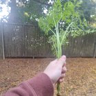 Carrot top recipes sure are gonna come in handy now – Reddit Post