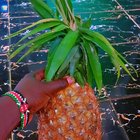 Gardening is an art – Reddit Post