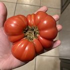 I had a crazy good first year growing! too many tomatoes to count and the biggest collard greens I’ve seen – Reddit Post