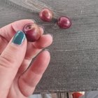 Dutch olives – Reddit Post