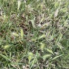 What are these things on my lawn?