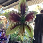 A couple of my Hippeastrums finally popping out! (Amaryllis) just a few of many. – Reddit Post
