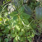 ID requested for plants in my parents place