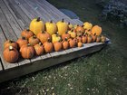 Pumpkins! – Reddit Post