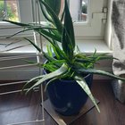 Please help me save my Aloe Vera – Reddit Post
