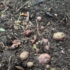 Clearing the compost and I keep stumbling upon random potato patches… – Reddit Post