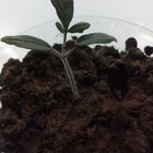 Please help identify my mystery plant – Reddit Post