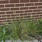 Help – what’s this thing that’s impossible to remove?