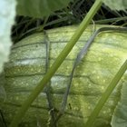 hey all! is this pumpkin/squash or watermelon? my pigs planted it with their poop! – Reddit Post