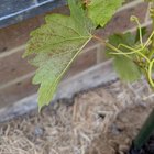 Help with Grapevine (Marroo Seedless)