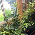 Overwintering – Reddit Post