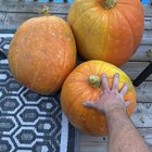 We grew pumpkins for the first time now what? – Reddit Post