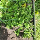 Help with pest