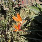 Bird of Paradise double bloom – Reddit Post