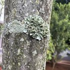 Lichen growing at home. 🥹 – Reddit Post