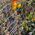 End of season tomatoes are still popping. And I did a bad job with aphid management 😵‍💫 – Reddit Post