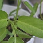 Grasshopper advice.. What are these spots? – Reddit Post