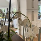 Orchids wilting, what to do?