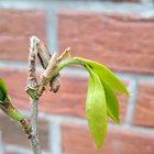 Is this camellia over watered or something worse?