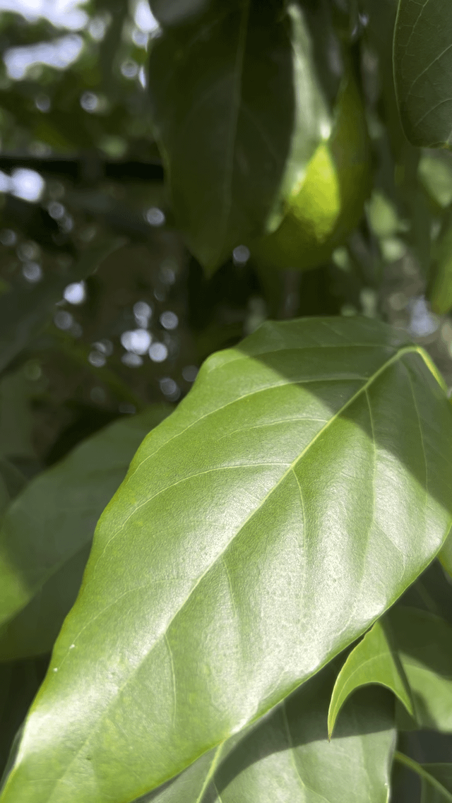 My first avocados – Reddit Post