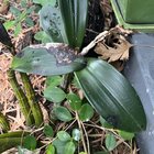 Native rock Lilly? What is the affliction?