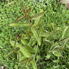 Kindly need help identifying…
