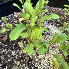 Weeds or lettuce/ greens
