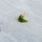 What are these insects? They are killing my pepper plants. – Reddit Post