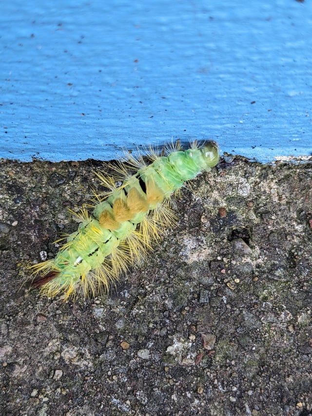 What’s this caterpillar?