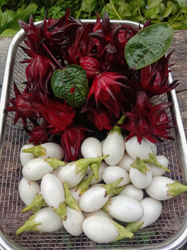 My unusual harvest – Reddit Post