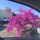 Just want to know what plant this is please?