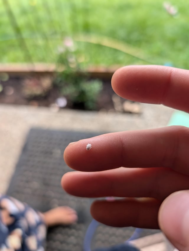 Small White Bugs?