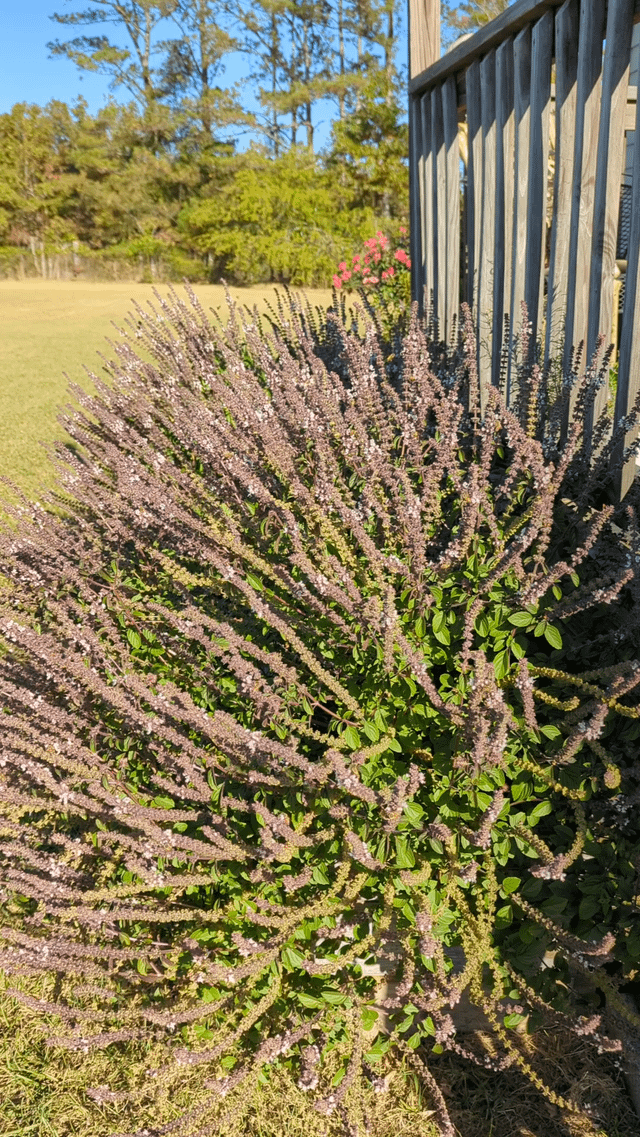 The bees! – Reddit Post