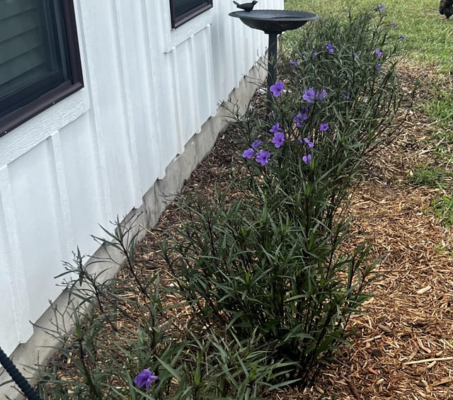 Ruellia. Just planted it and it’s thriving. – Reddit Post